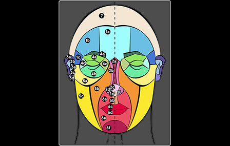 lambeaux de reconstruction en chirurgie maxillo faciale